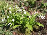 Galanthus woronowii. Цветущие растения. Краснодарский край, г. Усть-Лабинск, в культуре на приусадебном участке. 27.03.2021.