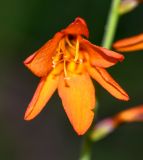 Crocosmia &times; crocosmiiflora