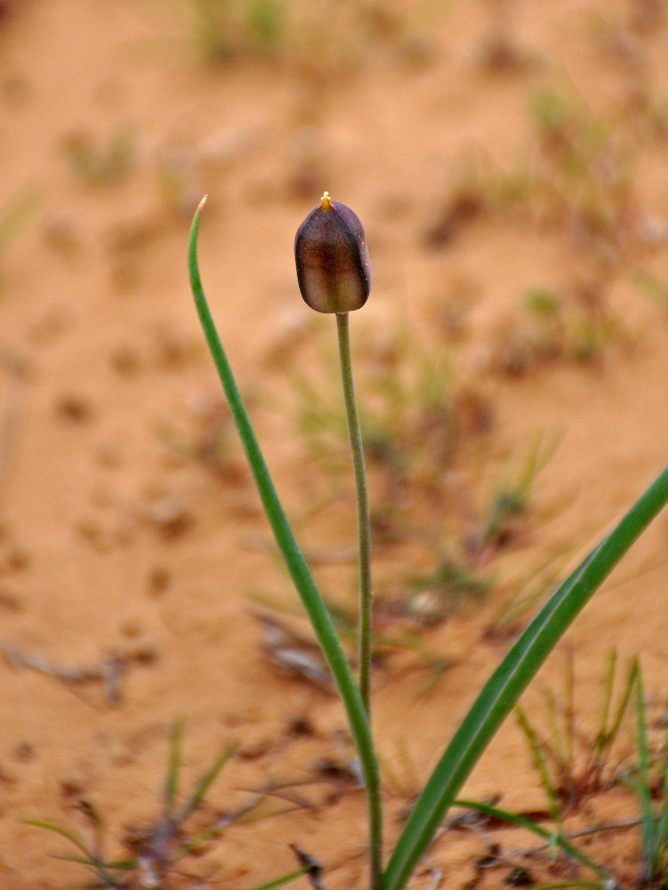 Image of Tulipa biebersteiniana specimen.