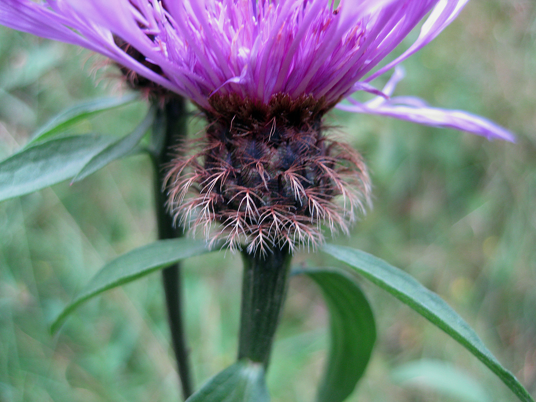 Image of Centaurea carpatica specimen.