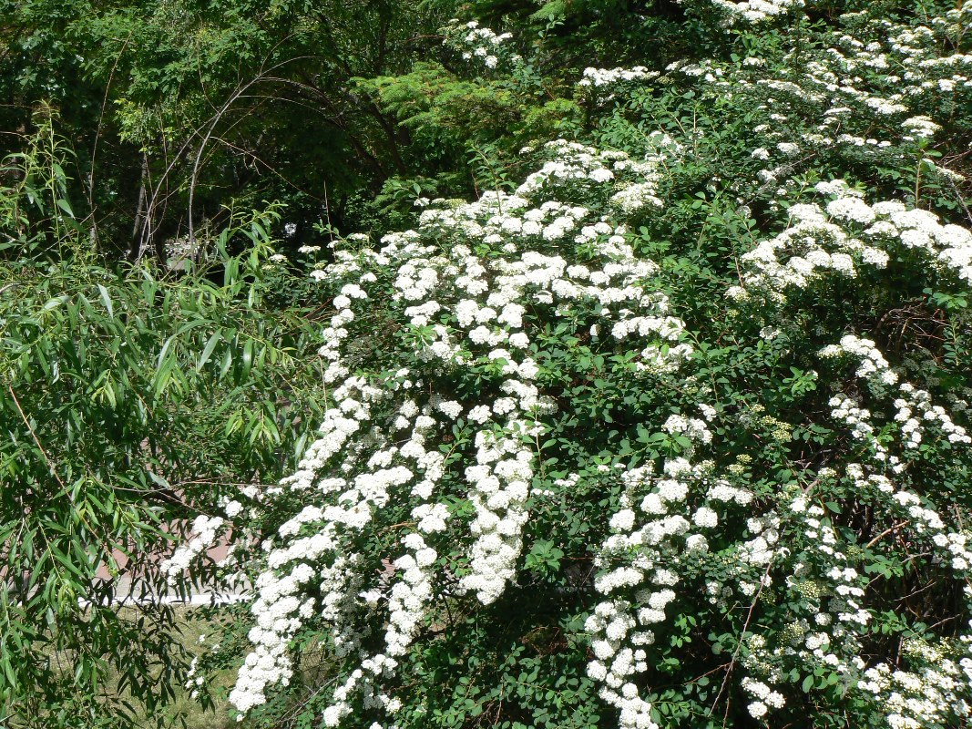 Image of Spiraea media specimen.