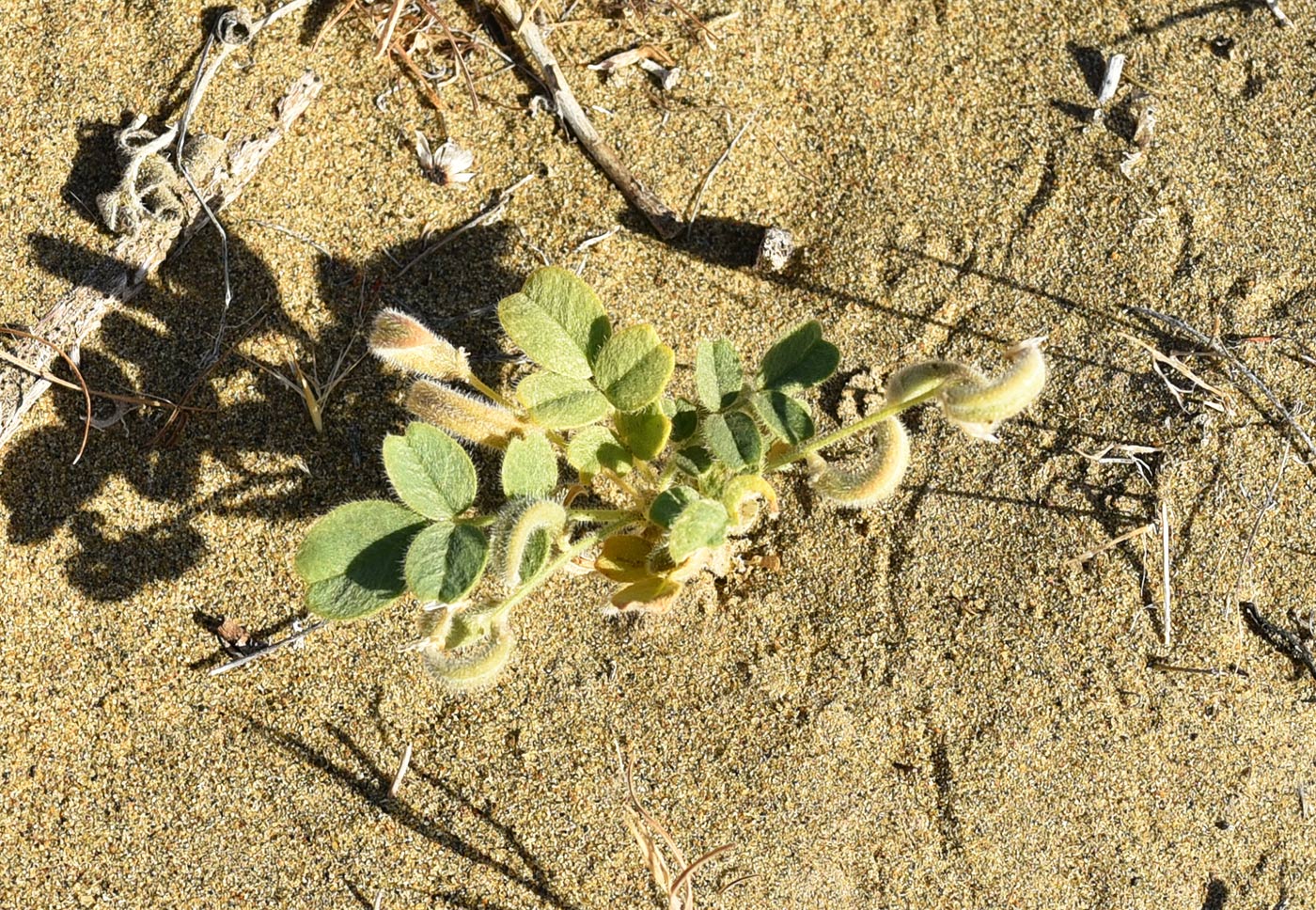 Изображение особи Astragalus arpilobus.
