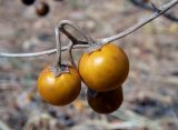 Solanum elaeagnifolium. Часть сухой веточки с прошлогодними плодами. Греция, Эгейское море, о. Сирос, окр. пос. Фабрика (Φάμπρικα), небрежно покошенный приусадебный участок. 16.04.2021.