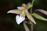 Epipactis palustris