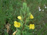 Oenothera rubricaulis