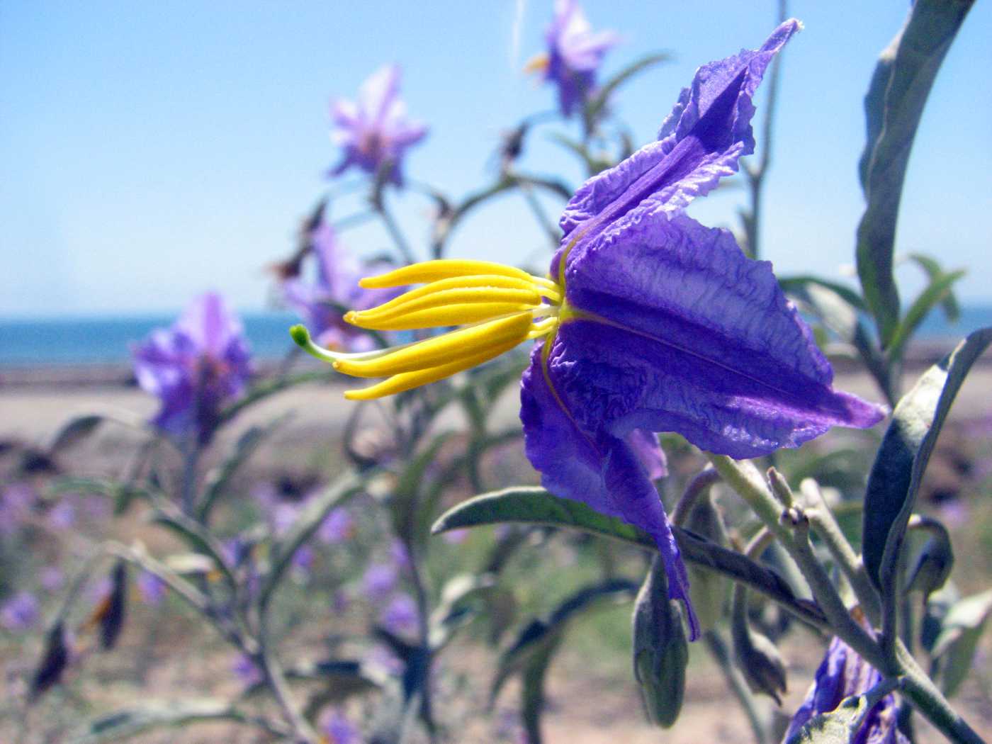 Изображение особи Solanum elaeagnifolium.