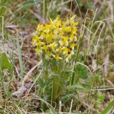 Pedicularis oederi