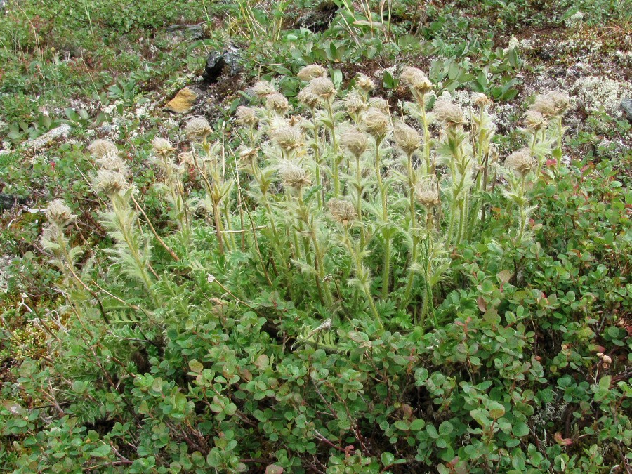 Изображение особи Novosieversia glacialis.