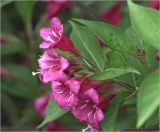 Weigela hybrida