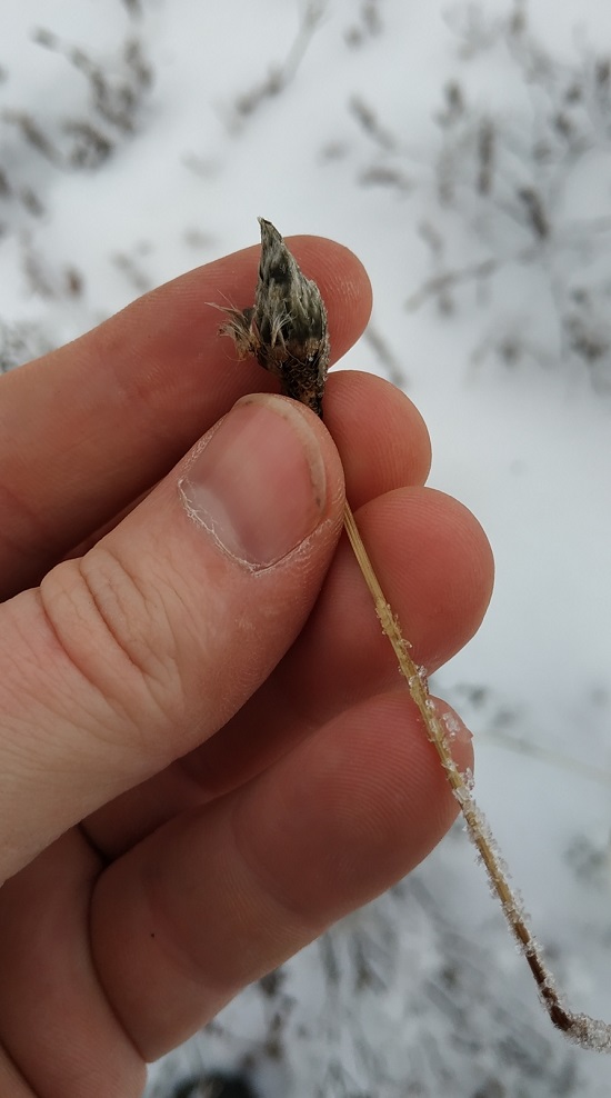 Image of Eriophorum brachyantherum specimen.