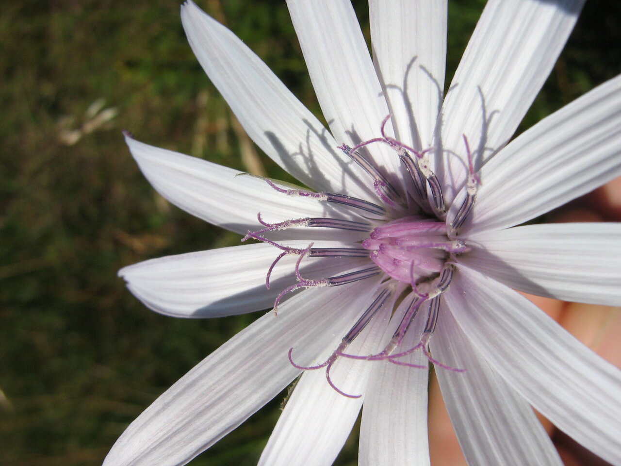 Image of Scorzonera rosea specimen.