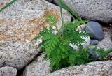 Artemisia gmelinii. Вегетирующее растение. Приморье, Партизанский р-н, мыс Лапласа, каменистый пляж. 08.08.2021.