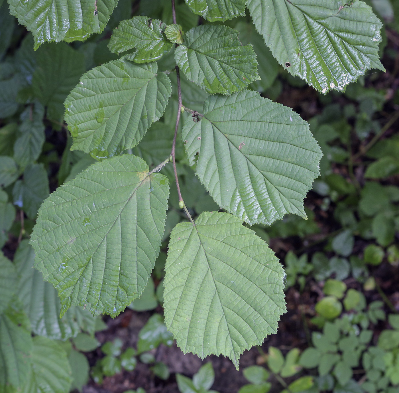 Image of Corylus avellana specimen.