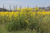 Brassica campestris