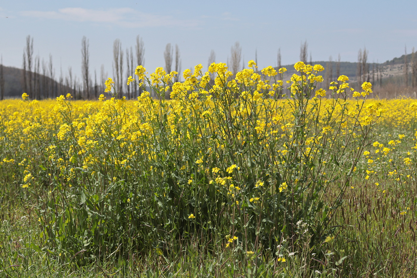 Изображение особи Brassica campestris.