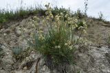 Matthiola odoratissima