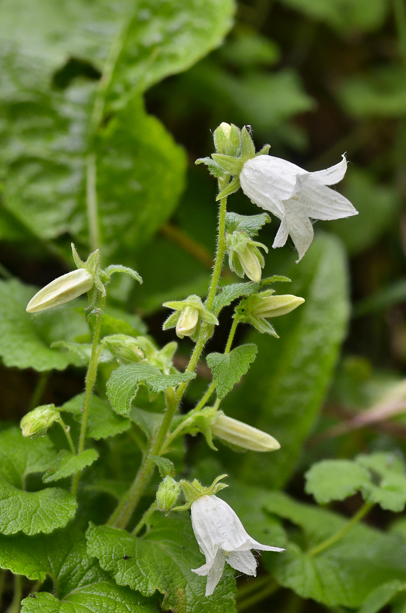 Изображение особи Campanula alliariifolia.