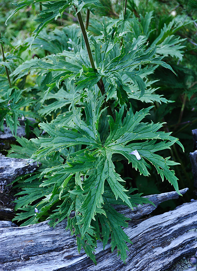 Image of Aconitum leucostomum specimen.