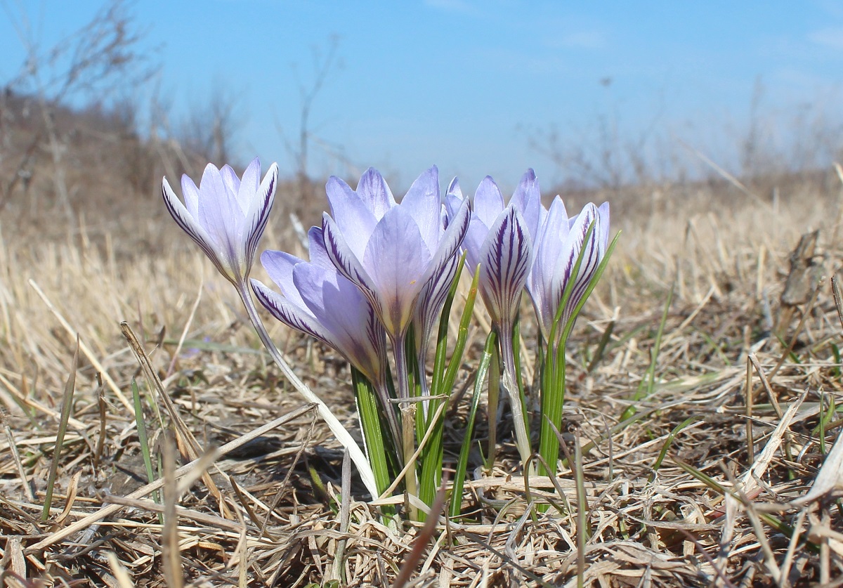 Изображение особи Crocus reticulatus.