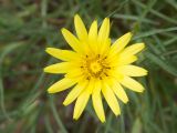 Tragopogon pusillus