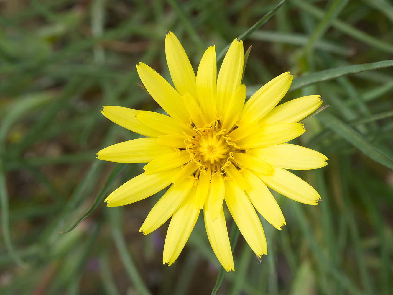 Image of Tragopogon pusillus specimen.