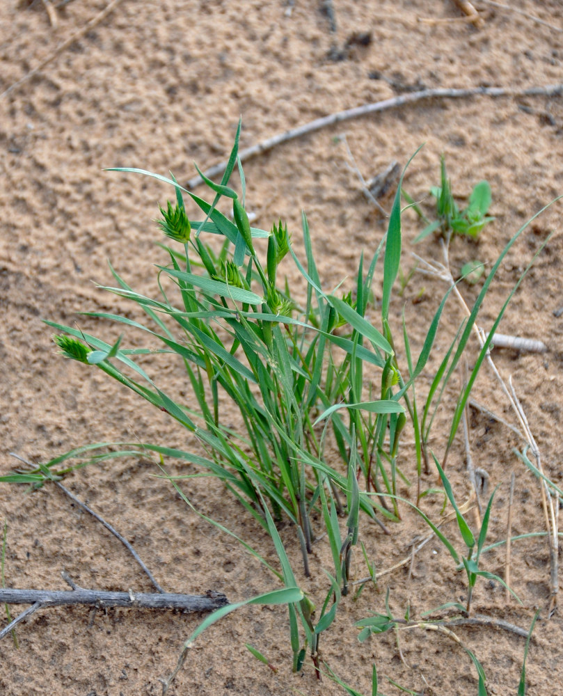 Image of Eremopyrum triticeum specimen.