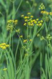 Bupleurum polyphyllum