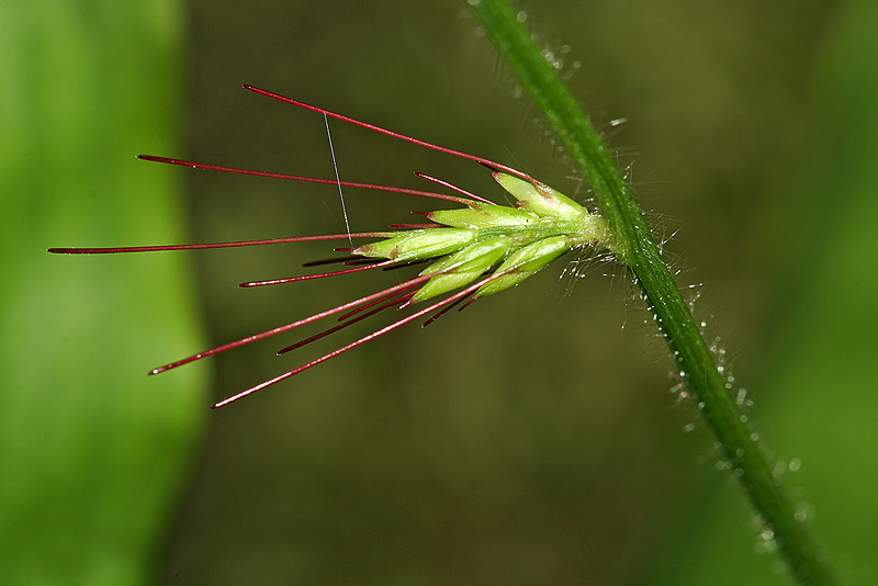 Image of Oplismenus undulatifolius specimen.