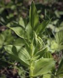 Epipactis helleborine