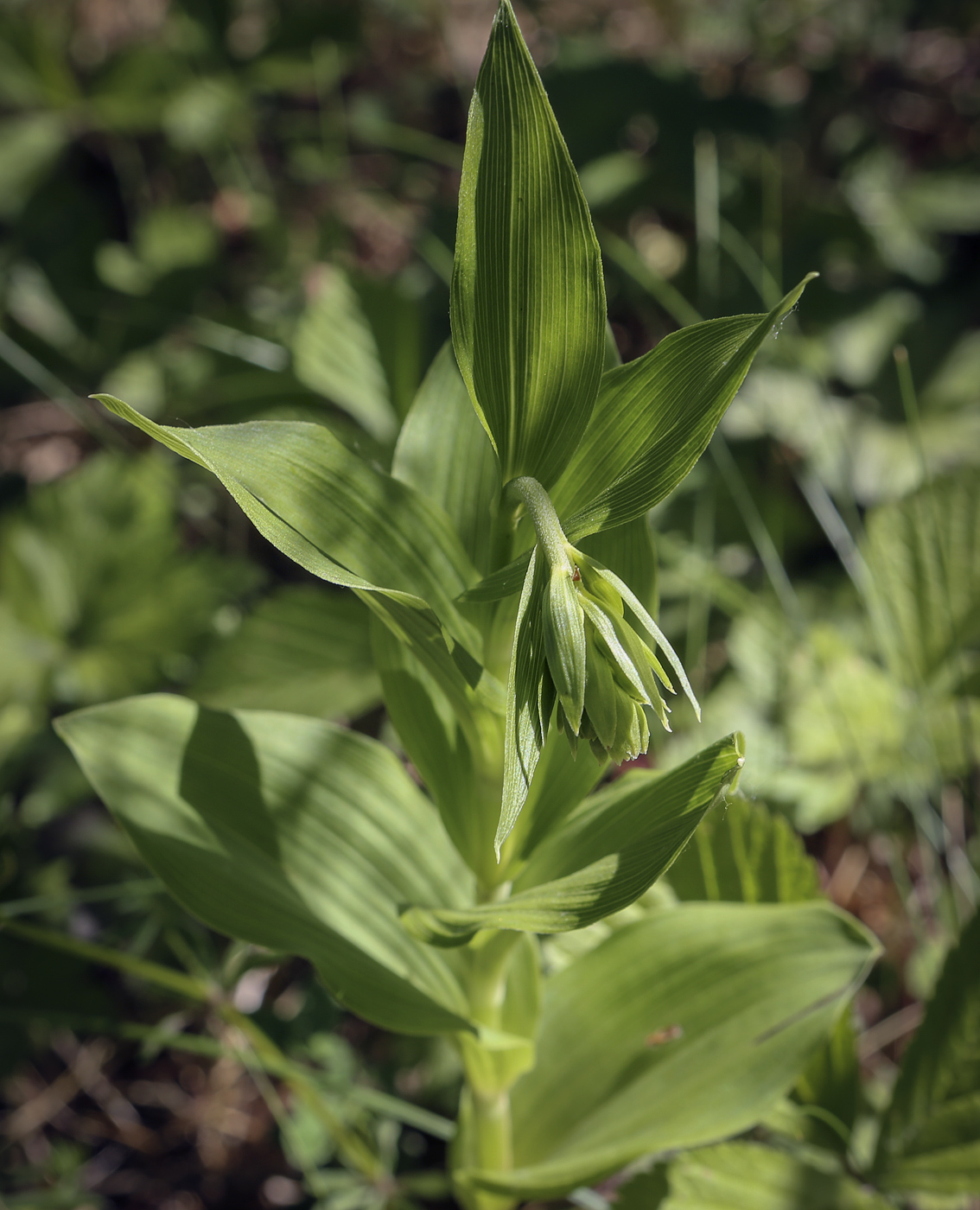 Изображение особи Epipactis helleborine.