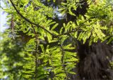 Sequoia sempervirens. Часть ветви старого дерева. Абхазия, г. Сухум, Сухумский ботанический сад. 14.05.2021.