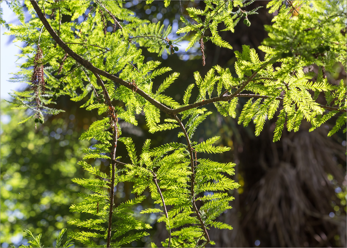 Image of Taxodium distichum specimen.