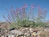 Oxytropis gebleriana