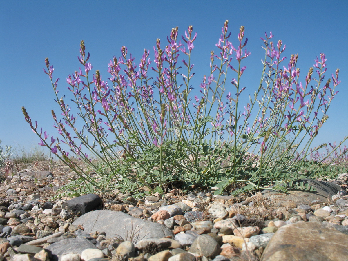 Изображение особи Oxytropis gebleriana.