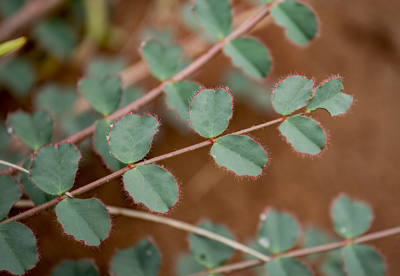 Image of Astragalus flexus specimen.