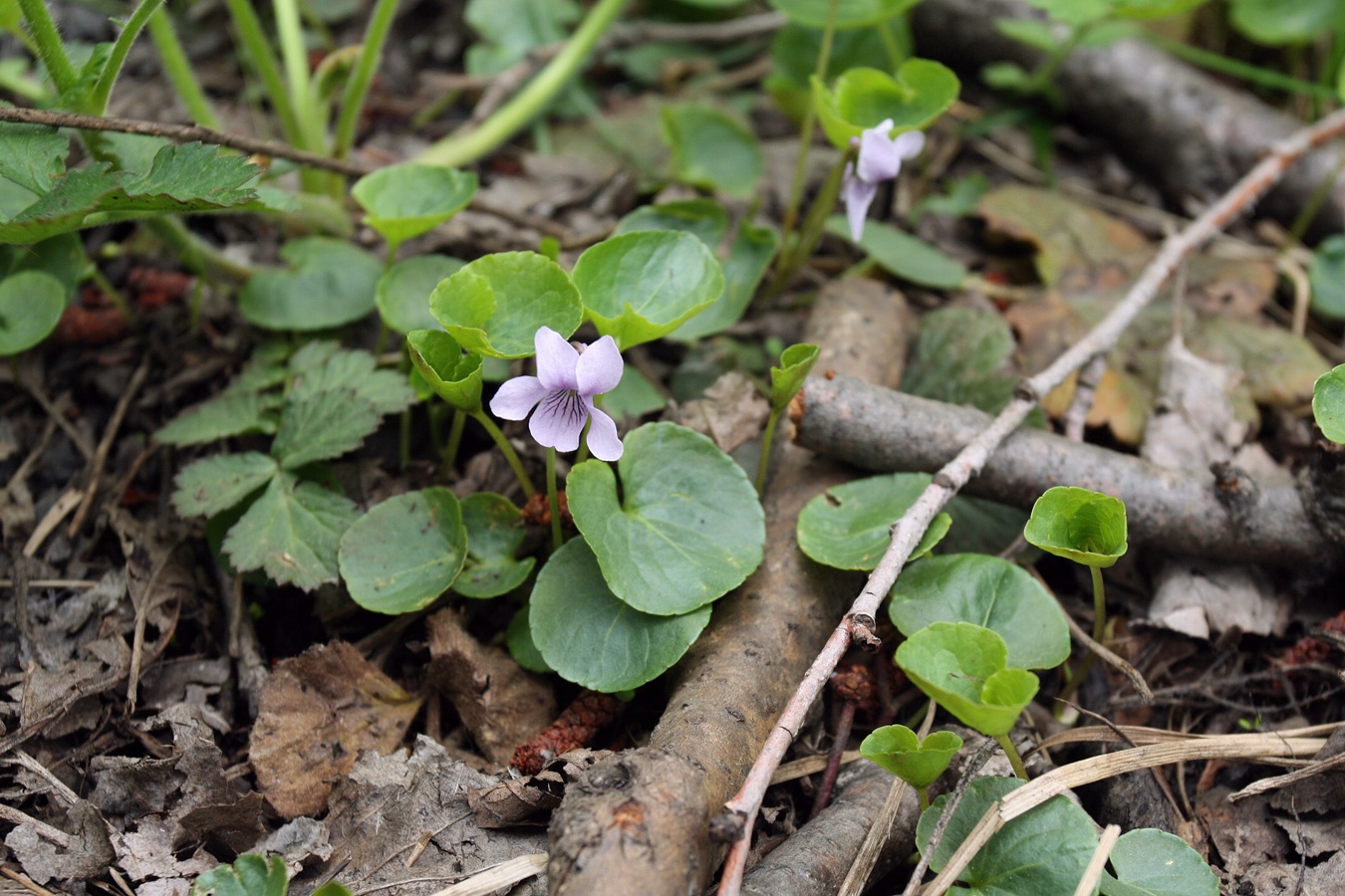 Image of Viola palustris specimen.