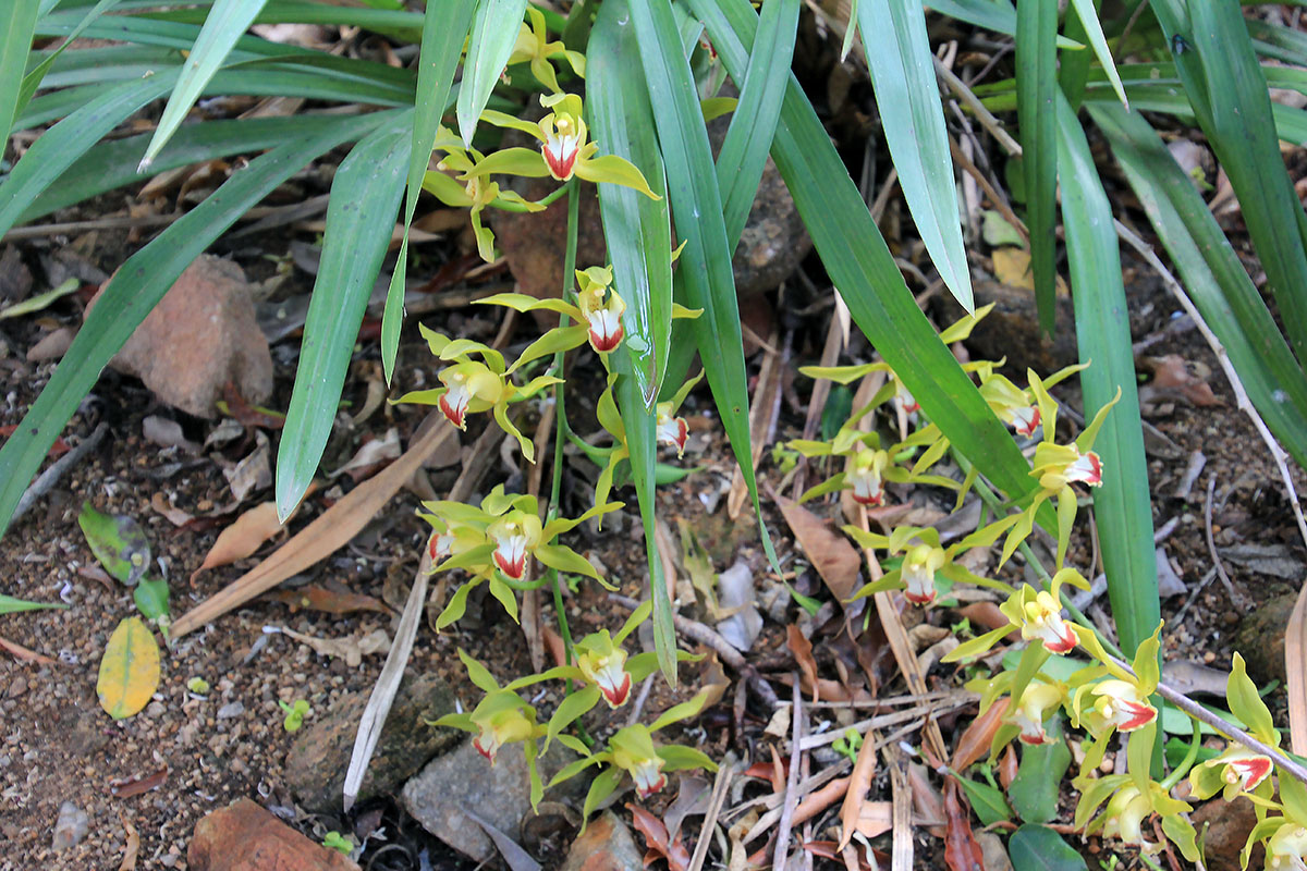 Image of genus Cymbidium specimen.