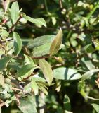 genus Salix. Верхушка ветви. Республика Ингушетия, Джейрахский р-н, окр. ур. Ний, высота 1740 м н.у.м, луг. 20 июня 2022 г.