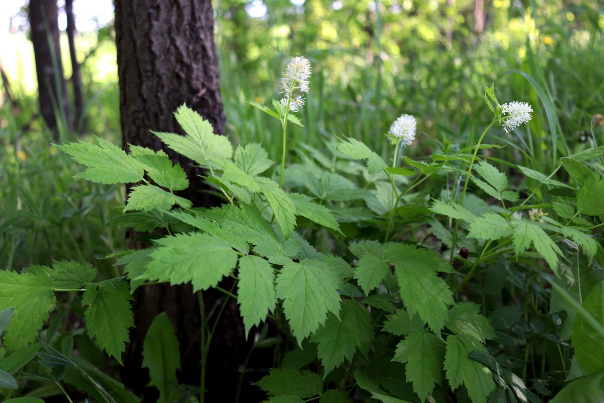 Изображение особи Actaea spicata.