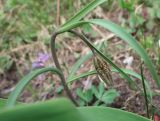 Fritillaria meleagris