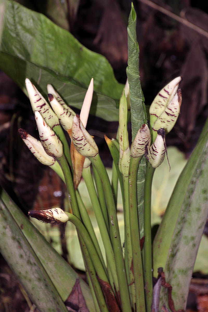 Изображение особи Alocasia robusta.