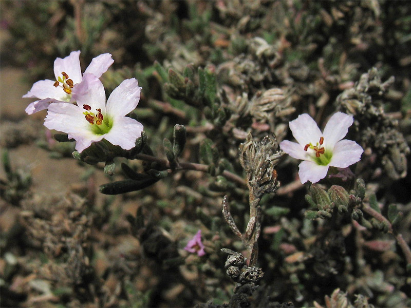 Image of Frankenia capitata specimen.