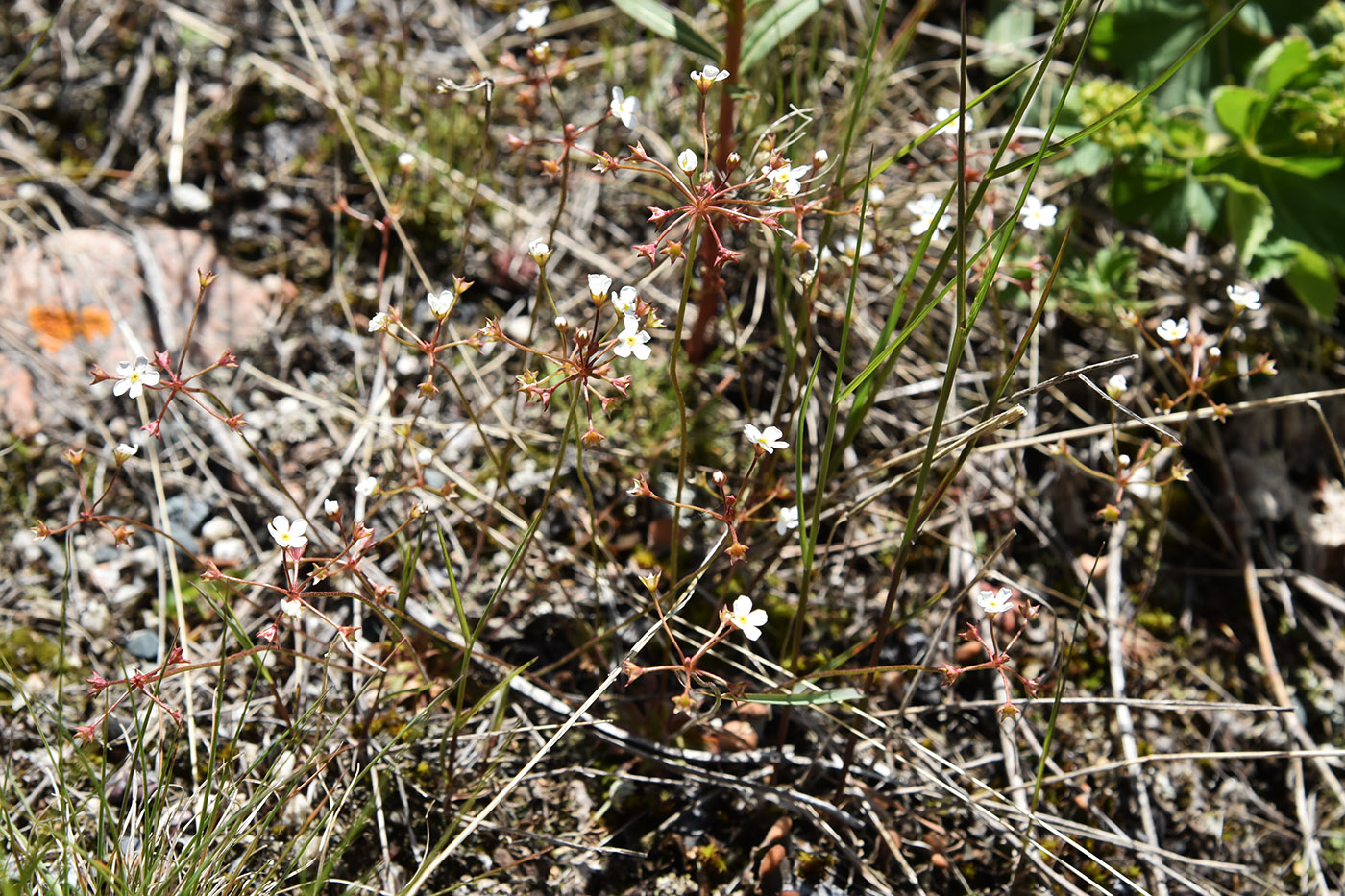 Image of Androsace lactiflora specimen.