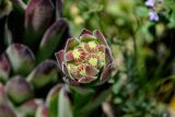 Sempervivum transcaucasicum