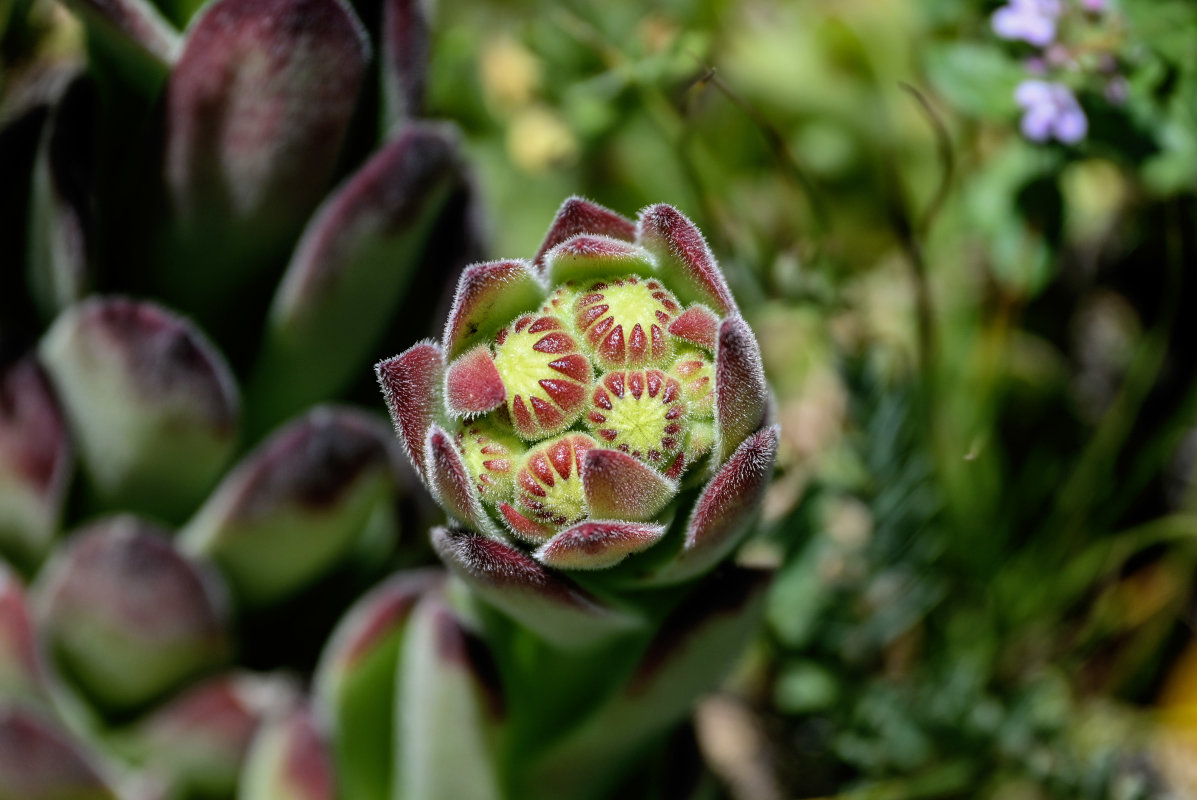 Image of Sempervivum transcaucasicum specimen.