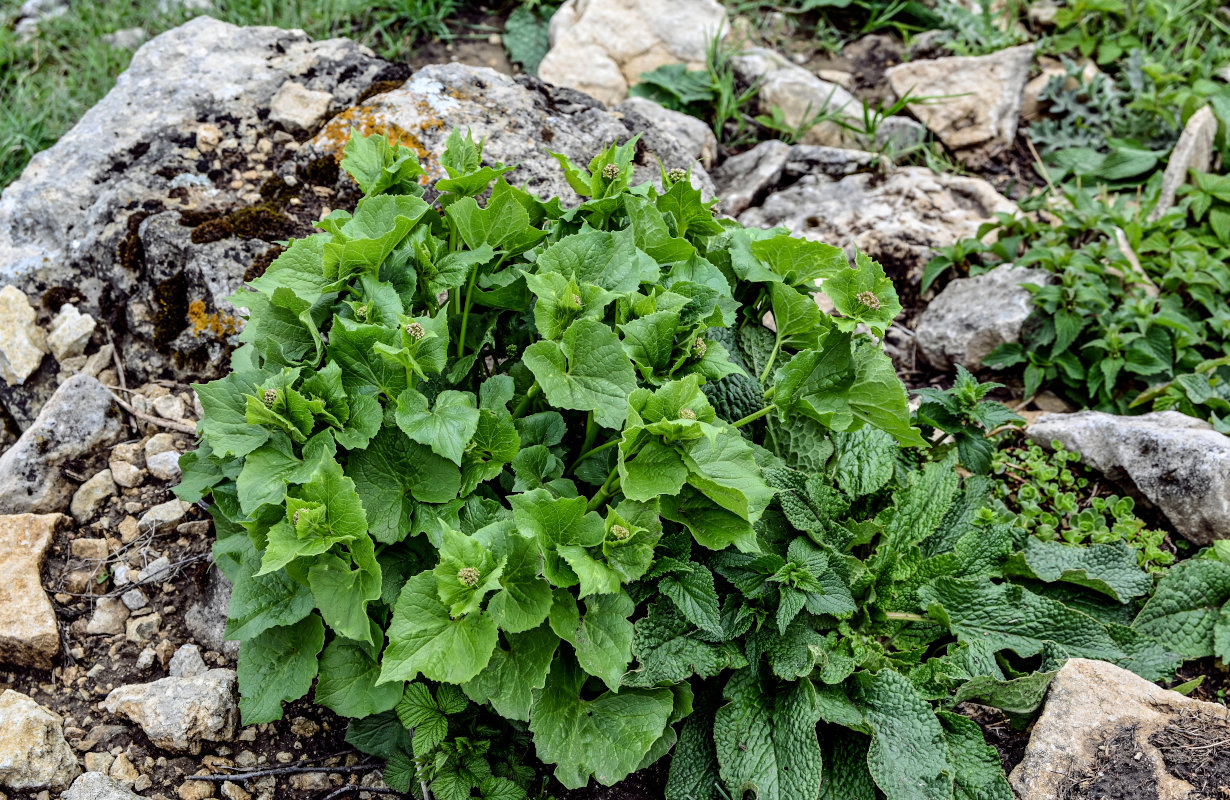 Image of Valeriana alliariifolia specimen.