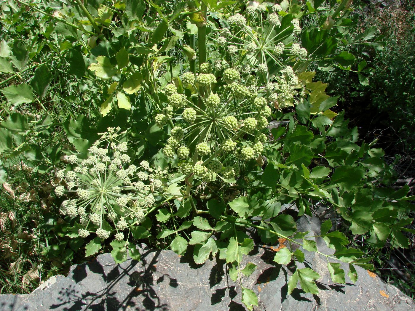 Изображение особи Mediasia macrophylla.