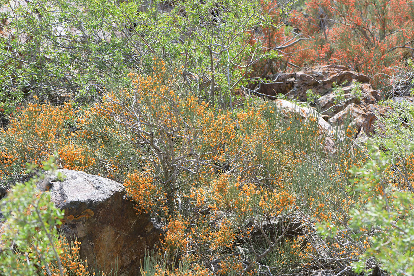 Image of Ephedra equisetina specimen.