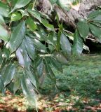 Quercus acuta. Нижние ветви. Абхазия, г. Сухум, Сухумский ботанический сад. 25.09.2022.