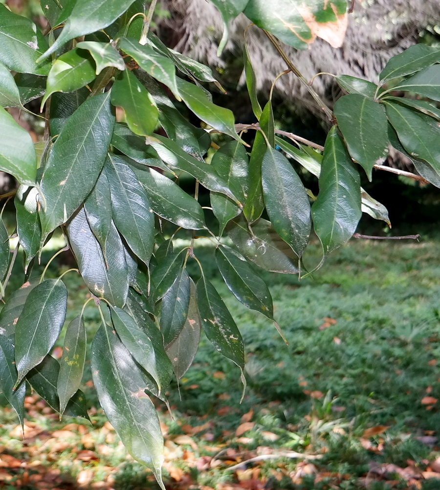 Image of Quercus acuta specimen.